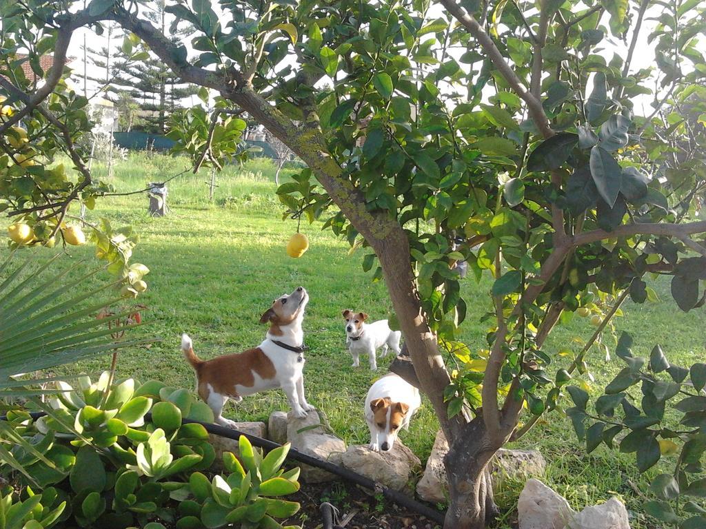 Agrib&B Lemontree Garde'N Syracuse Esterno foto